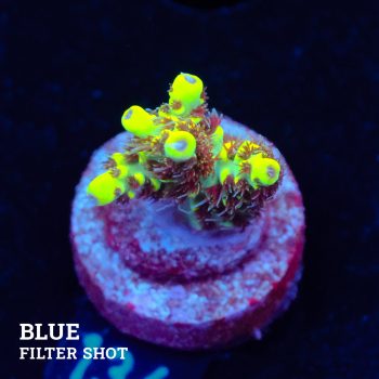 Acropora 'Wolverine'