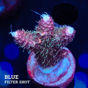 Acropora Millepora