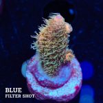 Acropora Millepora