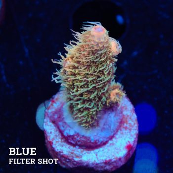 Acropora Millepora