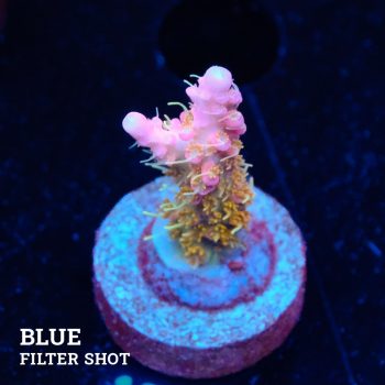 Acropora 'Confetti Ultra'