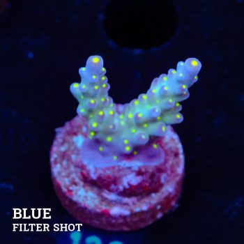Acropora 'Tricolor'