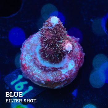 Acropora Millepora