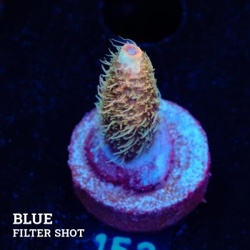 Acropora Millepora