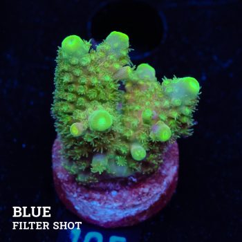 Acropora Gimmifera