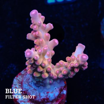 Acropora 'Bronce'