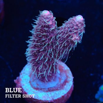 Acropora Millepora