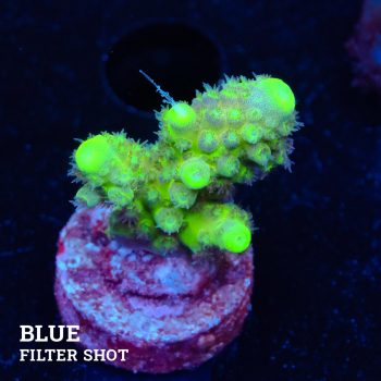 Acropora Gimmifera