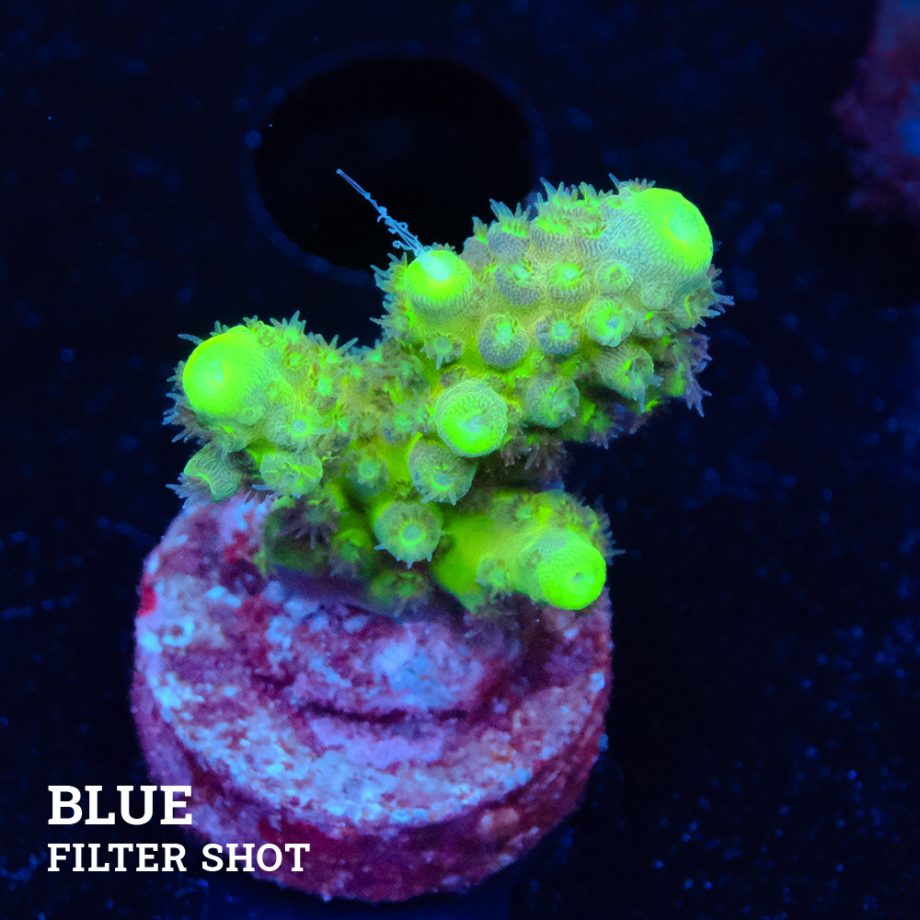 Acropora Gimmifera