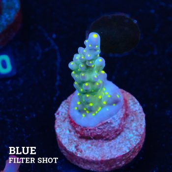 Acropora Tricolor