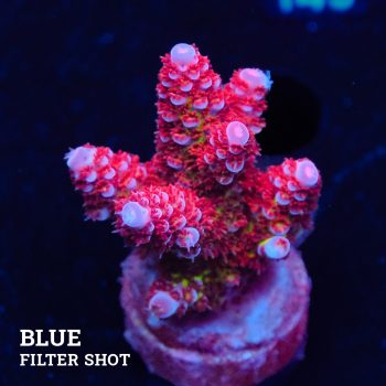 Acropora 'Fluo Bicolor II'