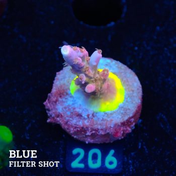 Acropora 'Confetti'