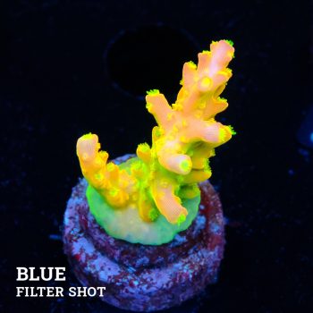 FM Sour Patchj