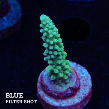 TK Blue Stag