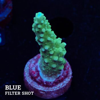TK Blue Stag