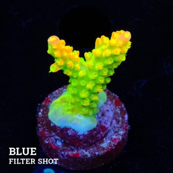 FM Sour Patch
