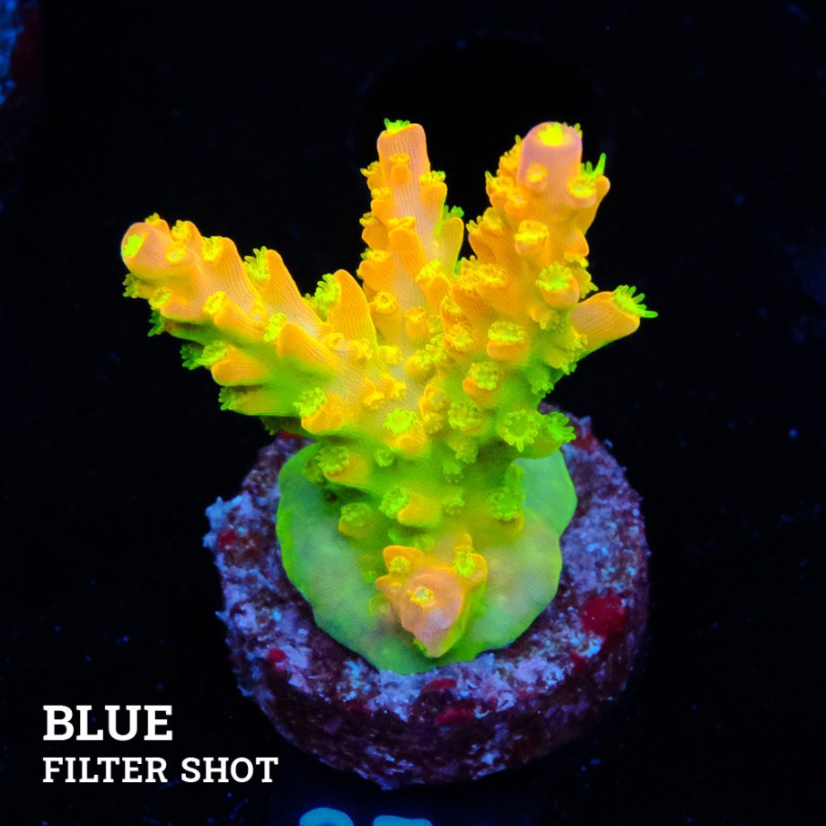 FM Sour Patch