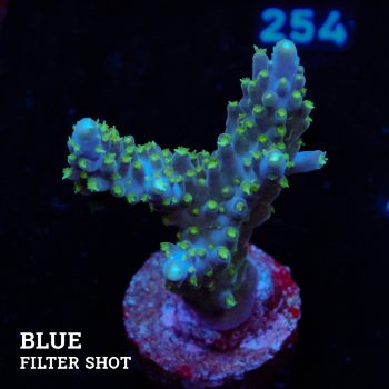 Acropora Valida