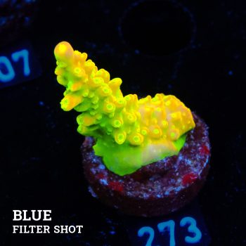 FM Sour Patch