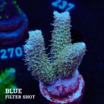 Acropora Millepora