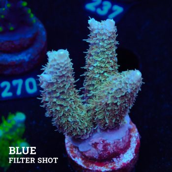 Acropora Millepora