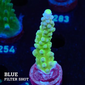 Austera 'Yellow Tip'