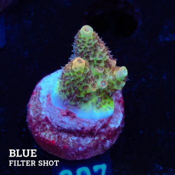 Acropora Hyacinthus 'Rainbow'