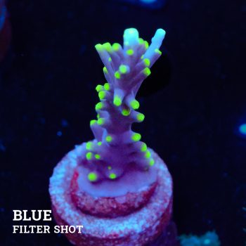Acropora Carduus 'Mrs Packman'