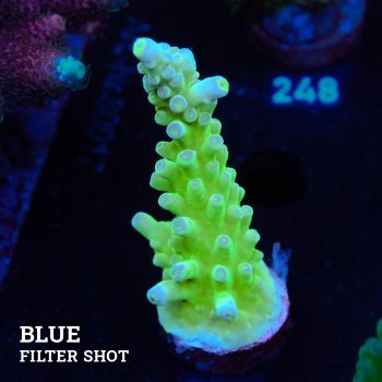 Austera 'Yellow Tip'