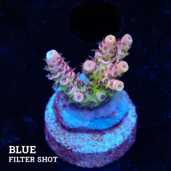 Acropora Hyacinthus 'Rainbow'