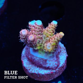 Acropora Hyacinthus 'Rainbow'