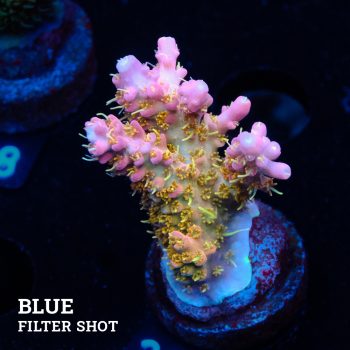 Acropora 'Confetti Ultra'