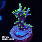 Acropora Carduus 'Mrs Packman'