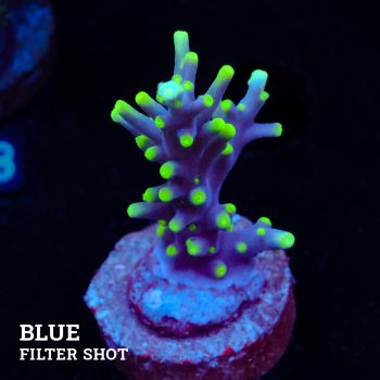 Acropora Carduus 'Mrs Packman'