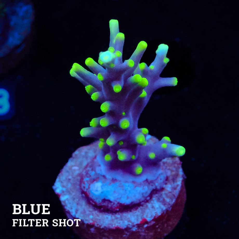 Acropora Carduus 'Mrs Packman'