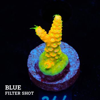 Acropora Millepora 'Solar Flare'