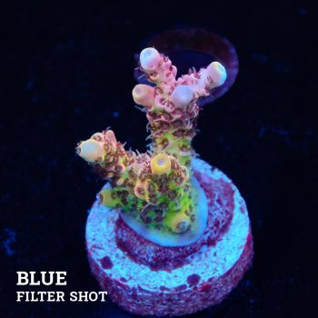 Acropora Hyacinthus 'Rainbow'