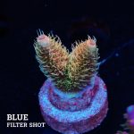 Acropora Millepora
