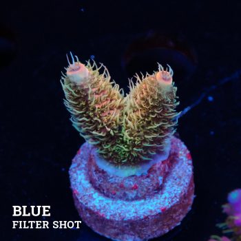 Acropora Millepora