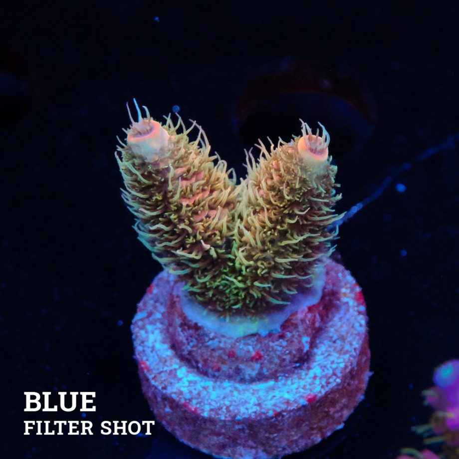 Acropora Millepora
