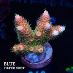 Acropora Millepora