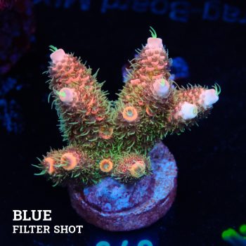 Acropora Millepora
