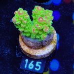 Acropora Florida