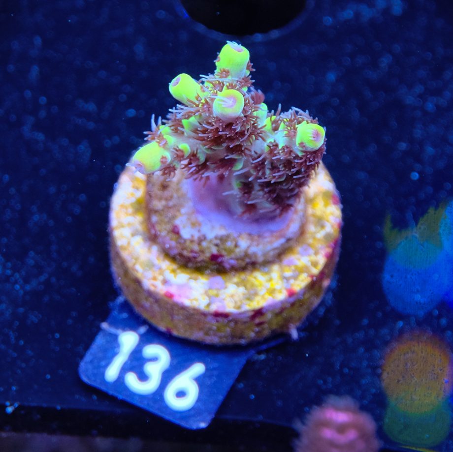 Acropora 'Wolverine'