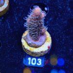 Acropora Millepora