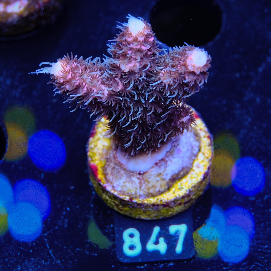 Acropora Millepora