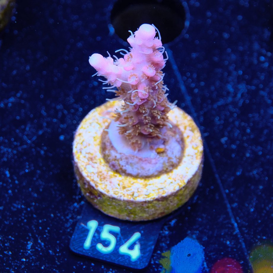 Acropora 'Confetti Ultra'