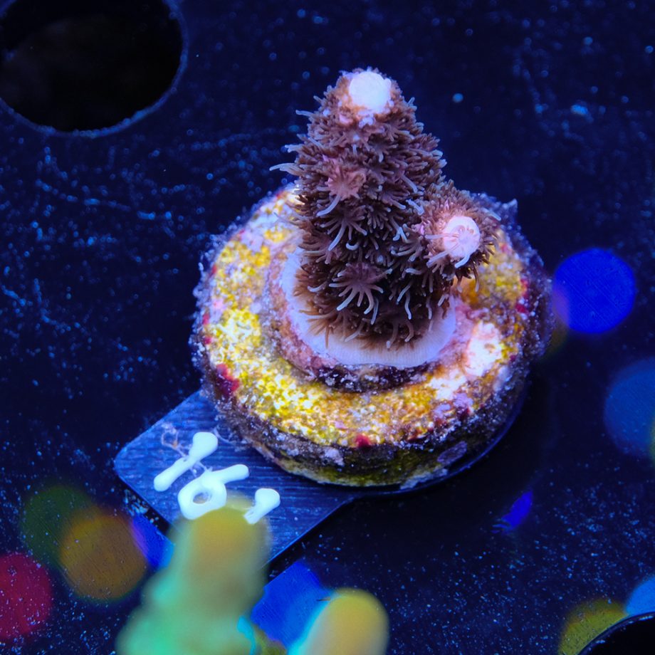 Acropora Millepora