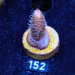 Acropora Millepora