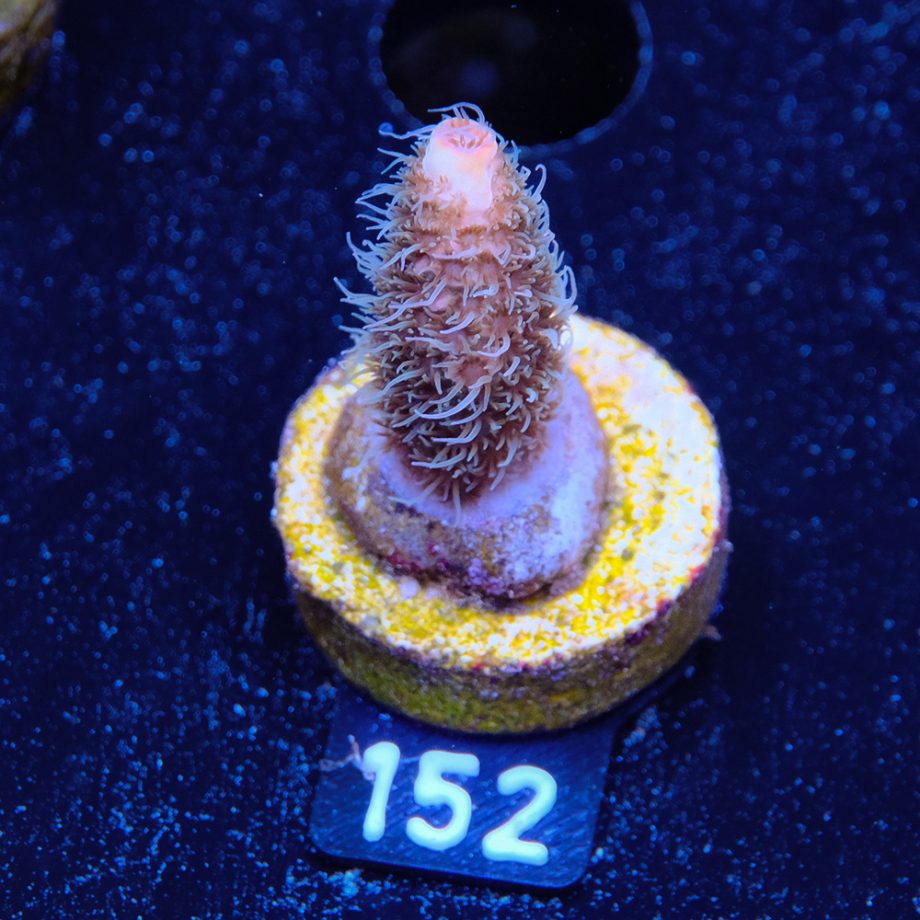 Acropora Millepora